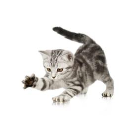 Gray tabby kitten pawing at the air.