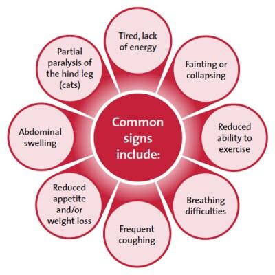 Common signs of heart disease