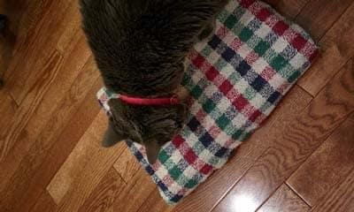 Gray cat in red collar standing on plaid scratching board on wood floor.