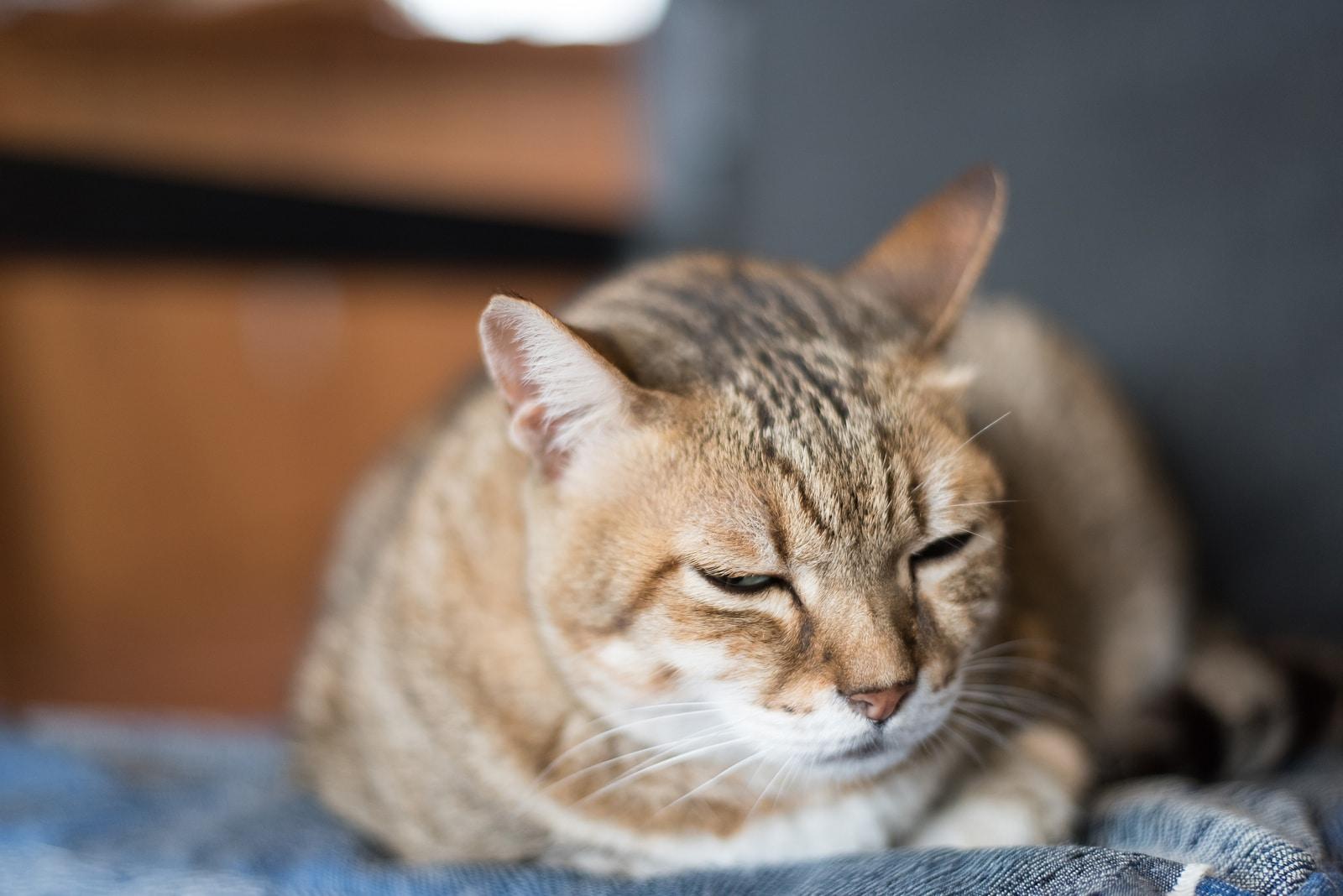 Lazy domestic tabby cat sleep on the chair
