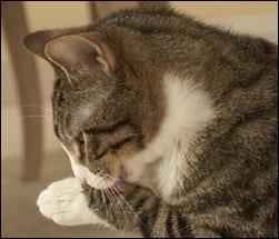 Gray tabby cat licking it's paw.