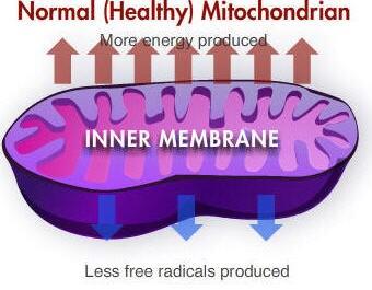 Healthy mitochondrian