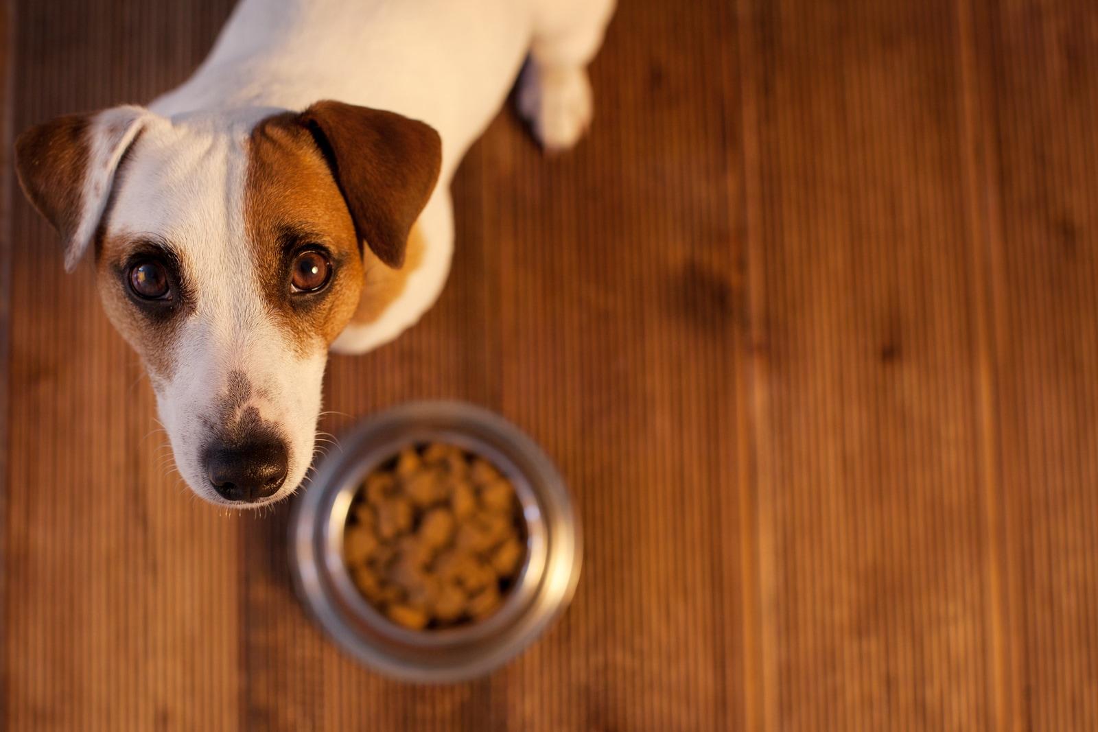 Jack Russell terrier looking up from hardwood floors where dog food bowl is.