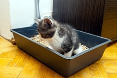 Small kitten sitting in a litter box.