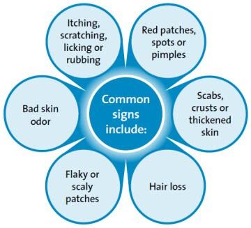 Common signs of dental disease