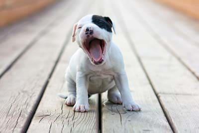 American Staffordshire terrier puppy, white with black eye patch, yawns sitting on wooden boards