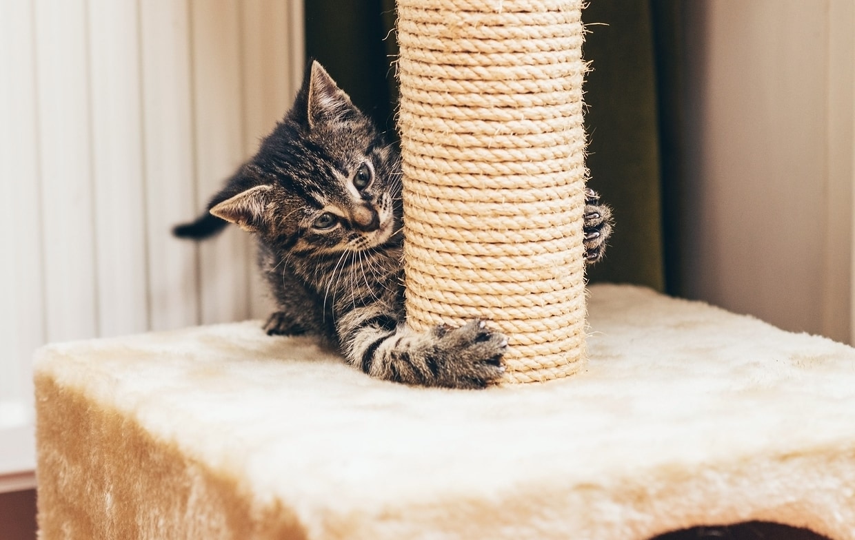 Gray tabby kitten claws at the base of a cat scratch post.