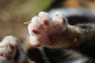 Little kitten paws shown from the underside.