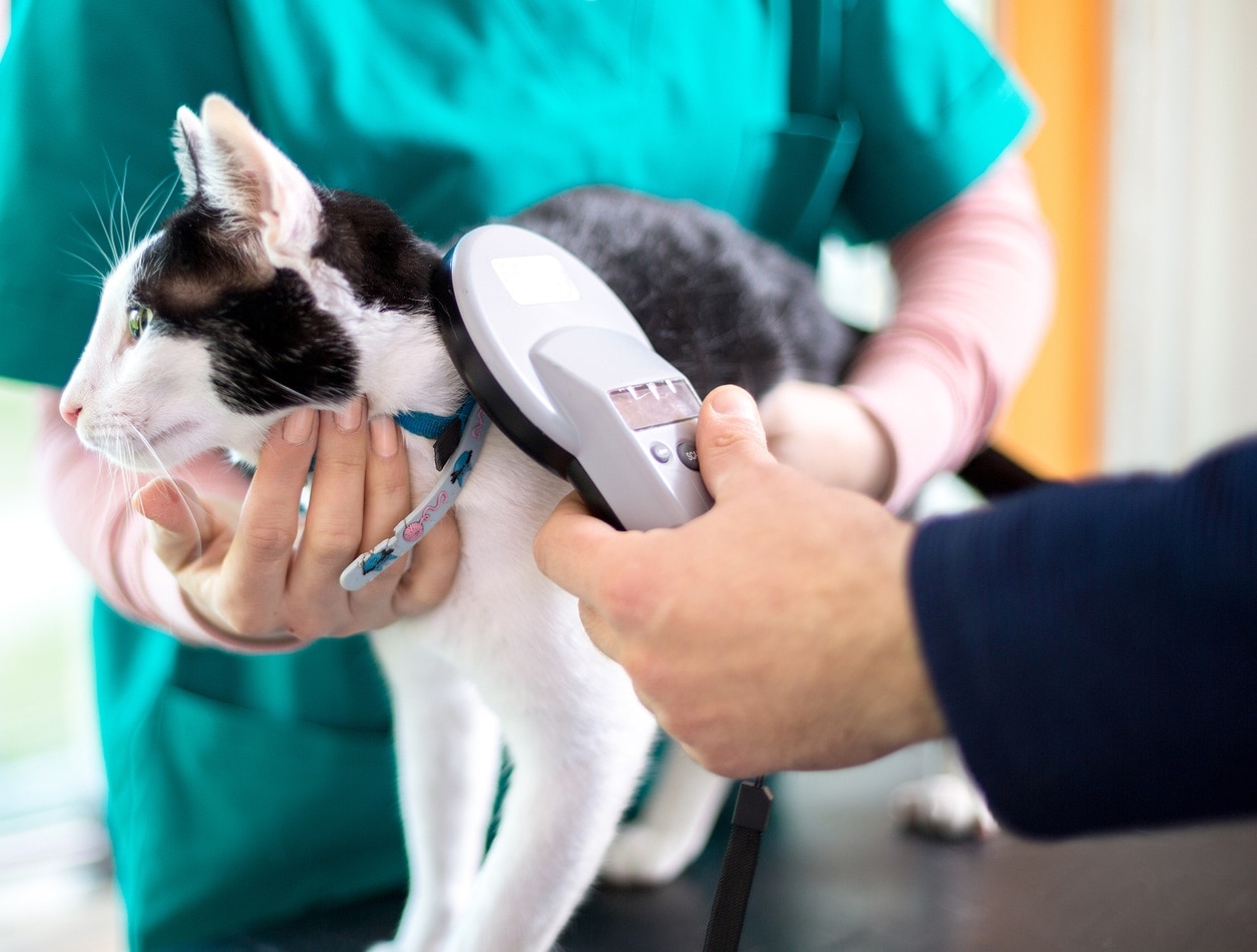Veterinarian scans a black and white cat for microchip