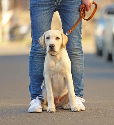 Yellow lab puppy sitting at owner's feet on a leash