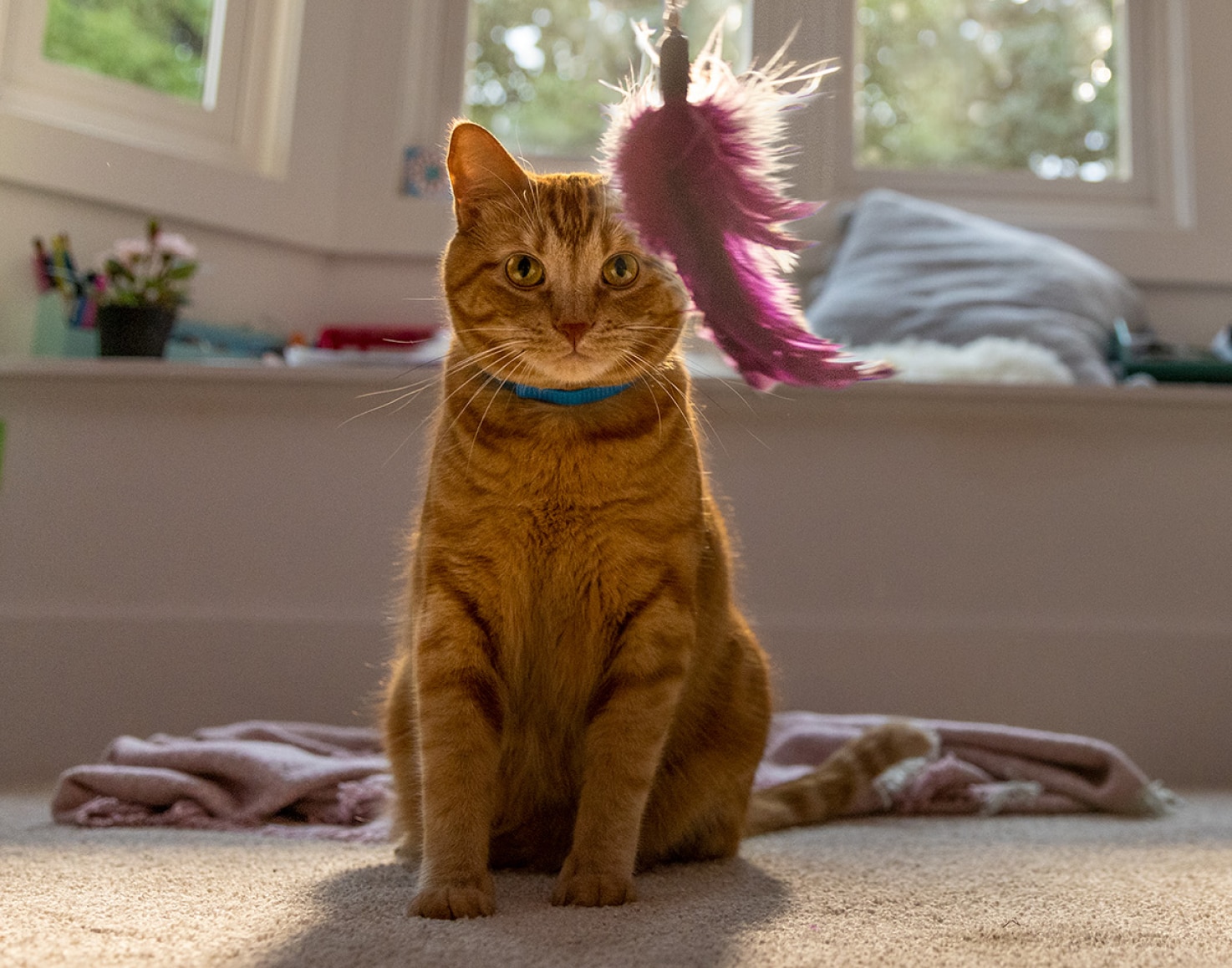 고양이가 장난감을 바라보며 앉아 있다.