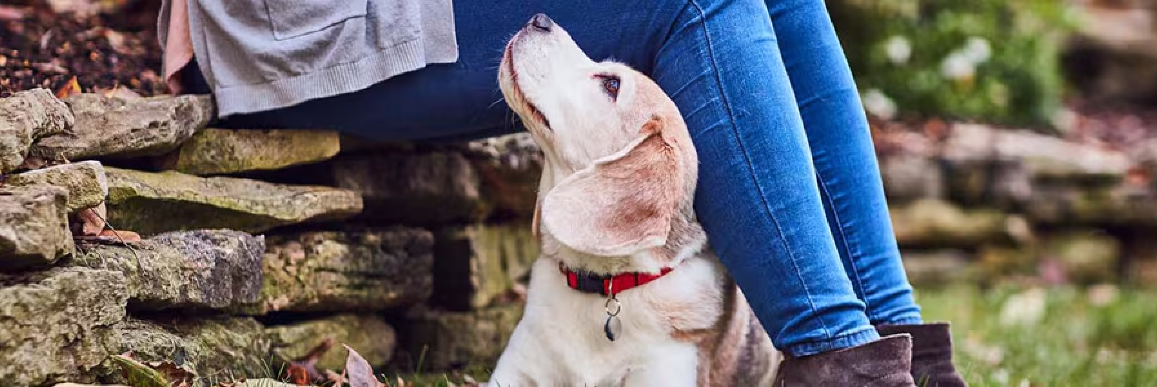 개를 사랑스럽게 바라보는 주인