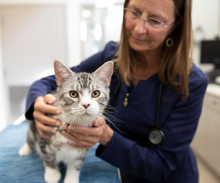 a veterinary examination a cat