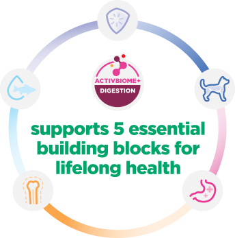 인포그래픽으로 보는 새끼 고양이 건강을 위한 5가지 필수 요소