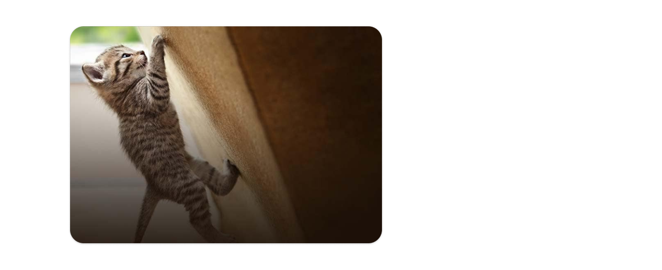 Kitten climbing a sofa