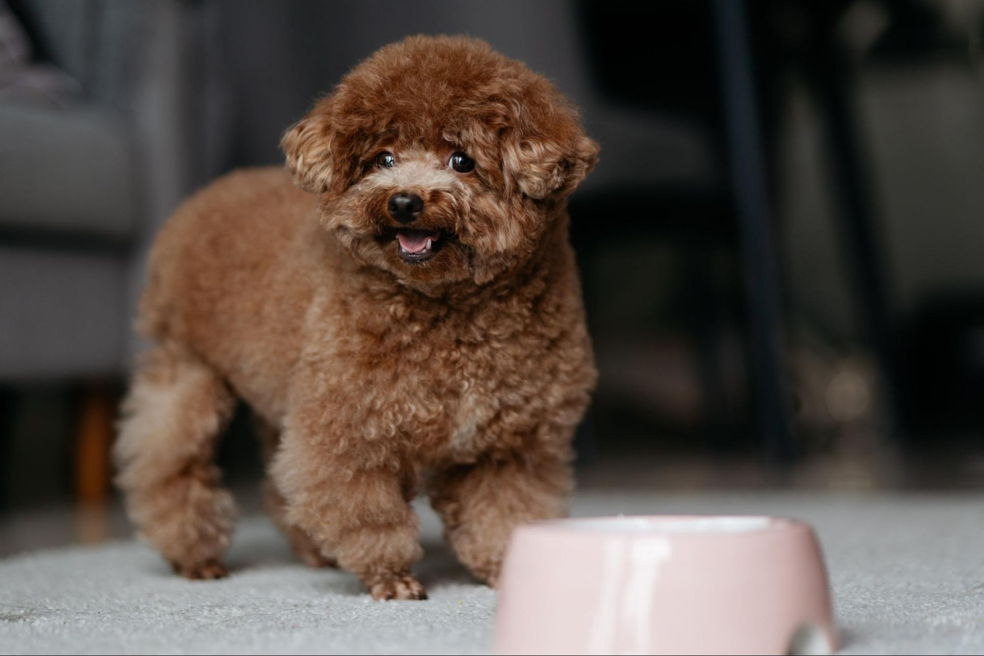 빨간 스웨터를 입은 여성이 털이 많은 흰색과 회색 얼룩 고양이를 위해 힐스 사이언스 다이어트 사료 봉지를 뜯고 있습니다