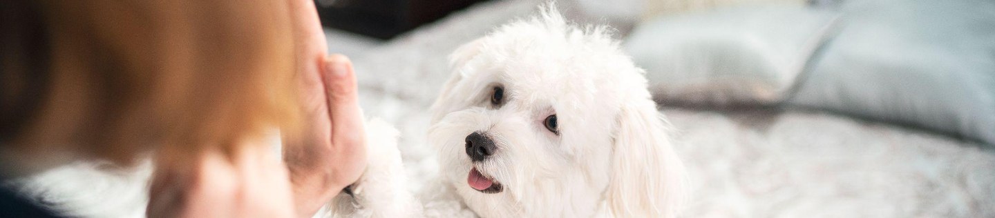 사람을 올려다보며 손바닥에 앞발을 맞대는 흰색 강아지