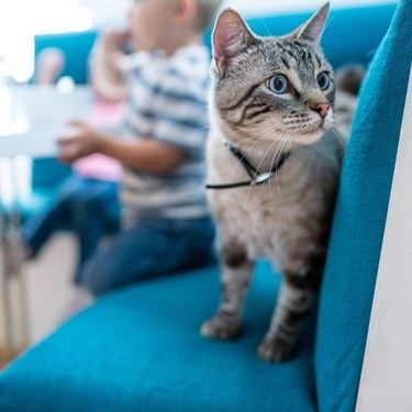 소파 위에 서서 정면을 바라보는 고양이