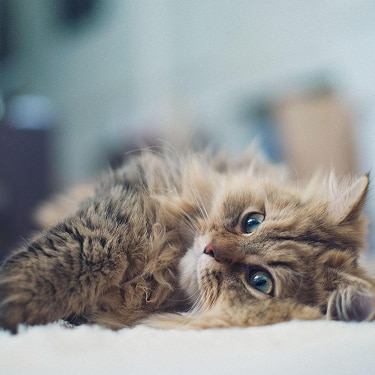 옆으로 누워 카메라를 바라보는 털이 풍성한 고양이