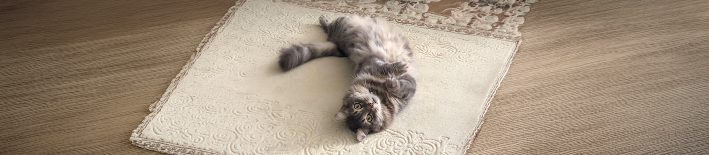 카펫 위에 있는 털복숭이 회색 고양이