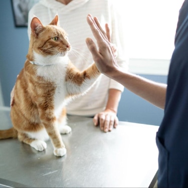 고양이 범백 잠복기부터 초기 증상, 그리고 고양이 종합백신을 통한 예방 방법까지의 전반적인 안내