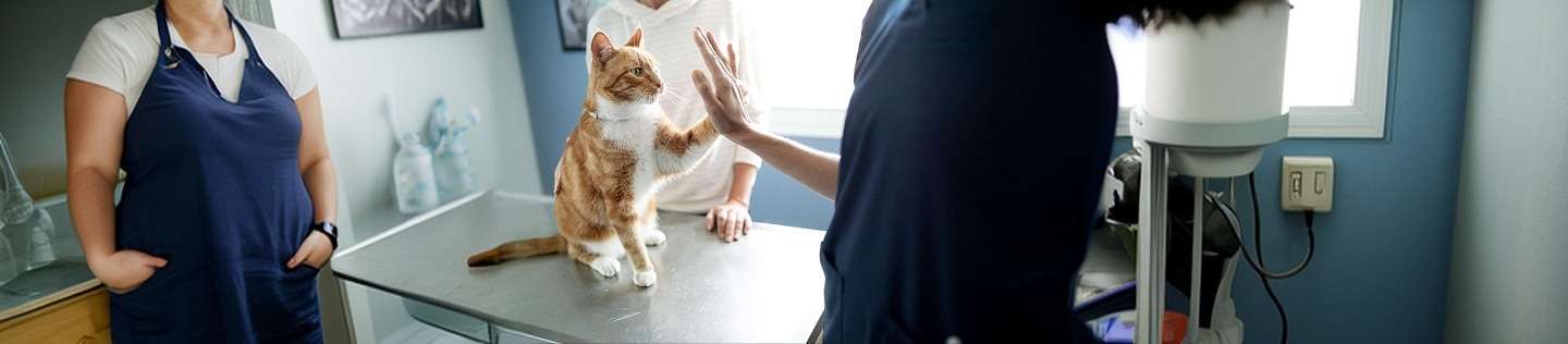 고양이 범백 잠복기부터 초기 증상, 그리고 고양이 종합백신을 통한 예방 방법까지의 전반적인 안내
