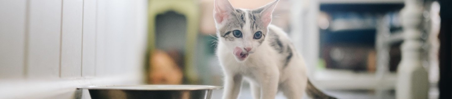밥그릇 옆에서 입술을 핥고 있는 아기 고양이