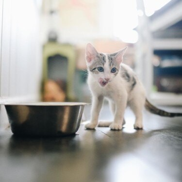 밥그릇 옆에서 입술을 핥고 있는 아기 고양이