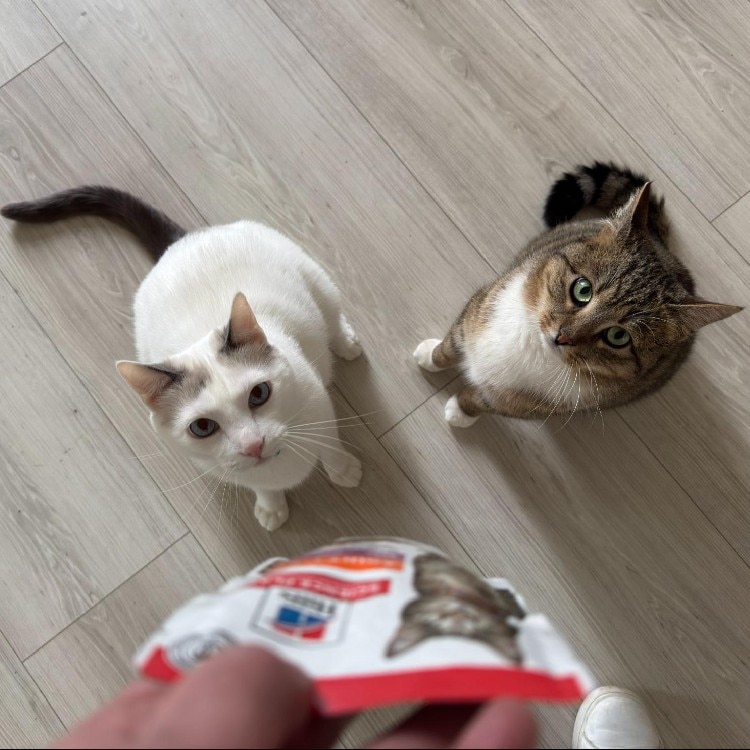 흰 고양이와 태비 고양이 두 마리가 힐스 사이언스 다이어트 사료 봉지를 들고 있는 사람을 올려다보고 있습니다.