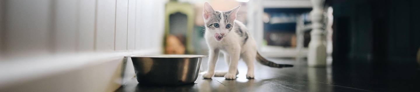 사료 그릇 옆에서 코를 핥고 있는 아기 고양이