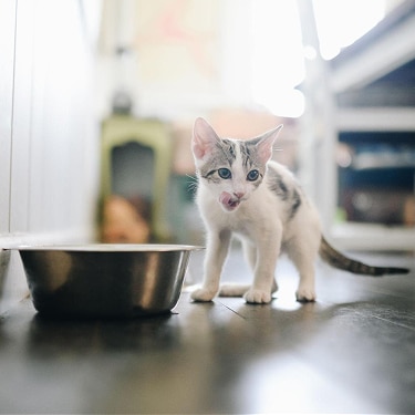사료 그릇 옆에서 코를 핥고 있는 아기 고양이