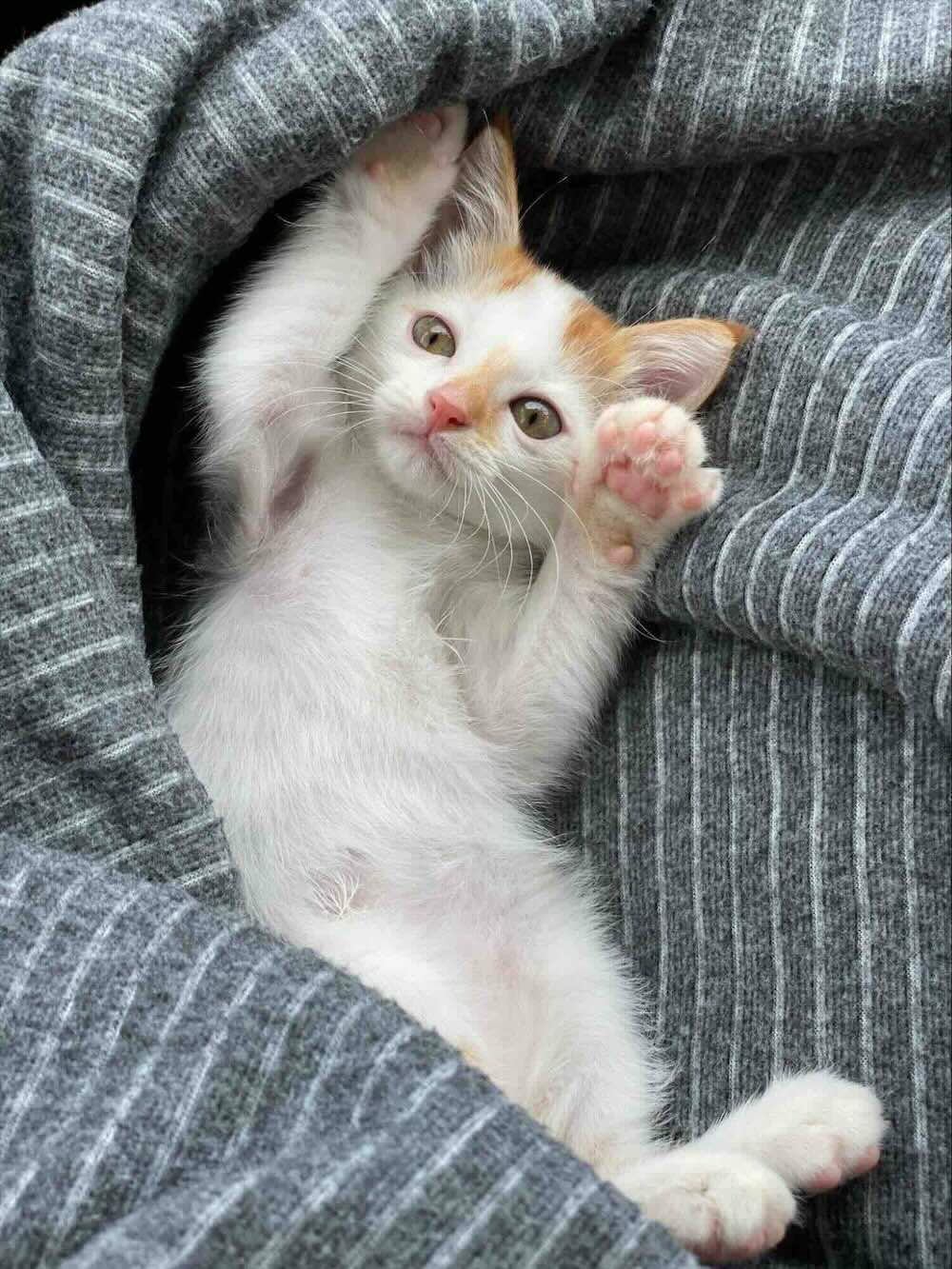 회색 담요 아래에 누워 있는 아기 고양이