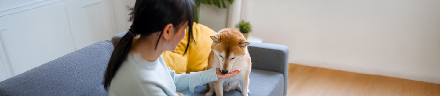 주인이 건네준 간식을 먹는 시바견