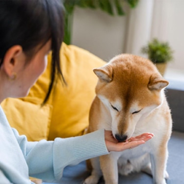주인이 건네준 간식을 먹는 시바견