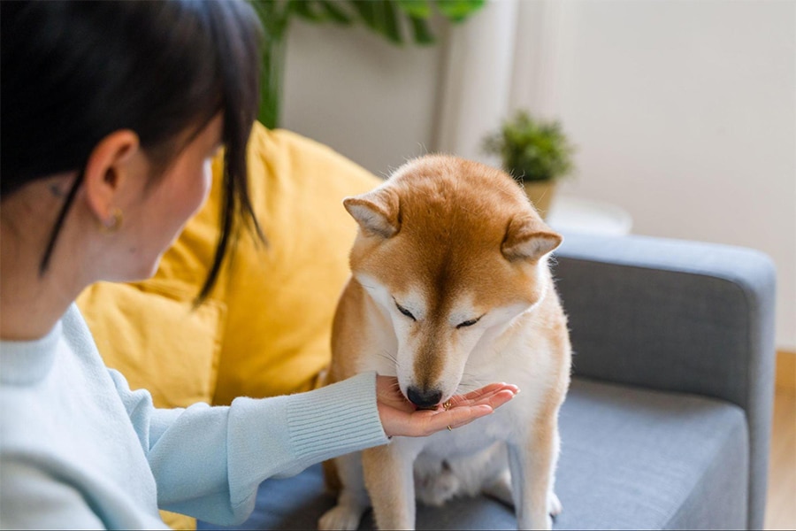 거실 소파에서 주인의 손바닥에 올려진 간식을 먹고 있는 시바견 강아지
