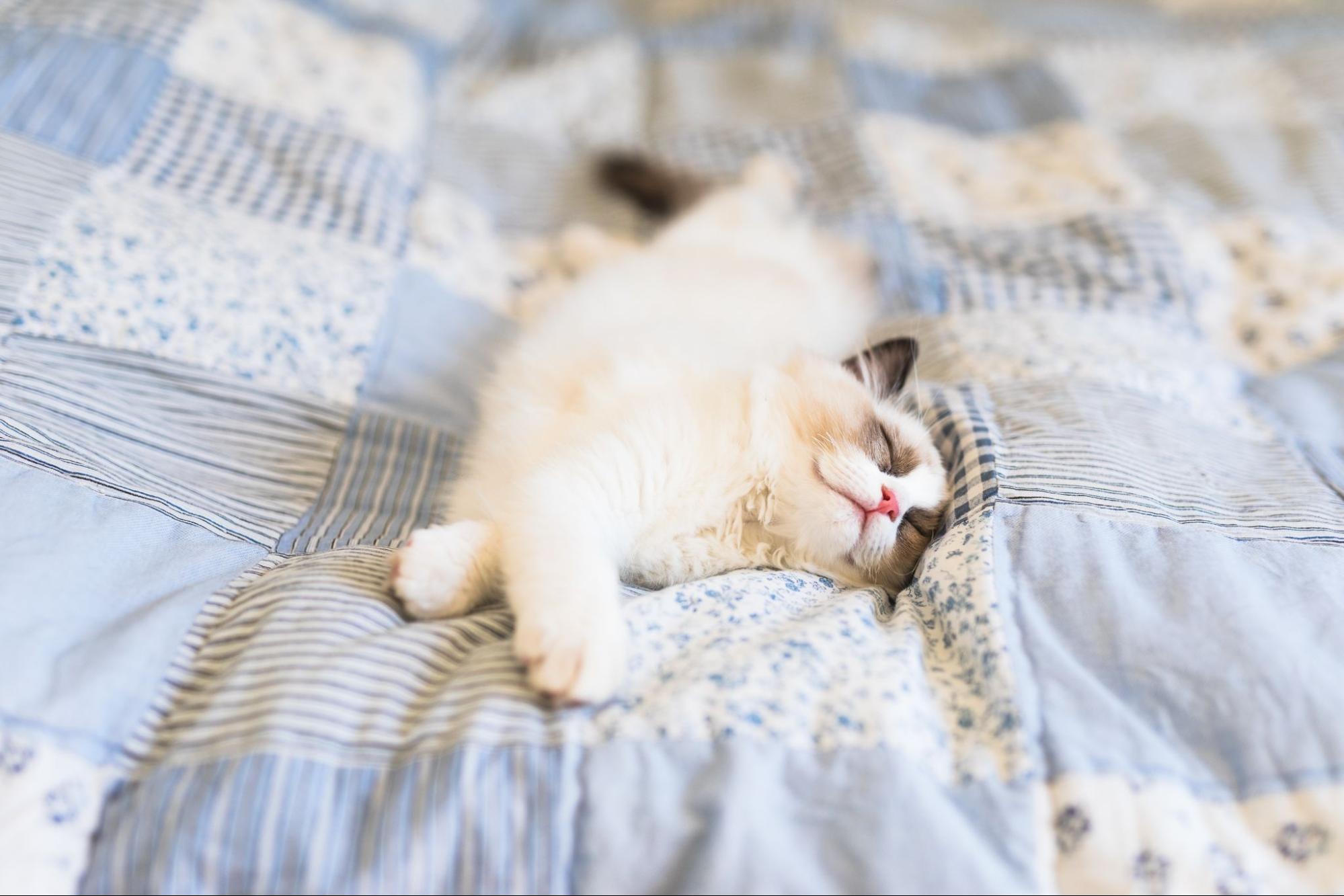 이불 위에서 잠든 랙돌 고양이