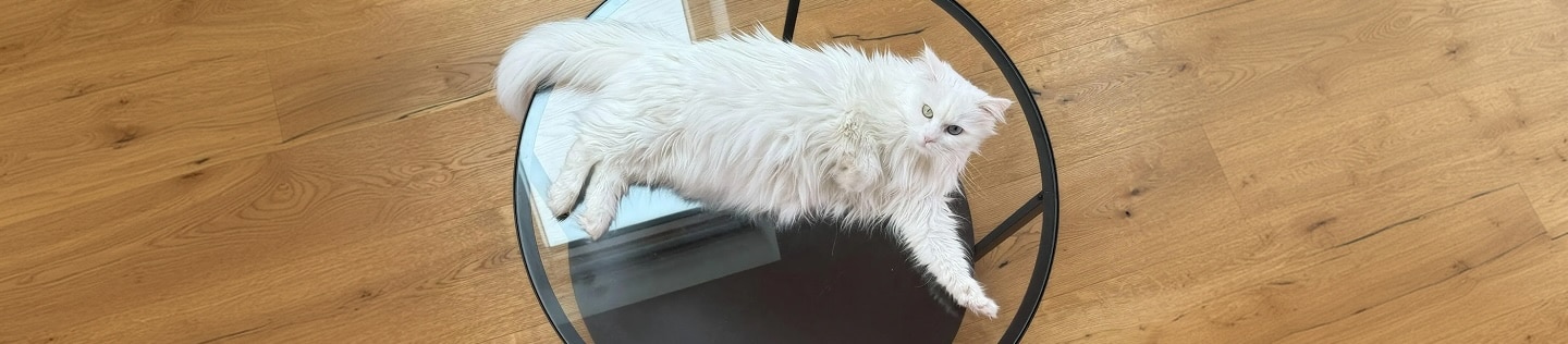 유리 테이블 위에 누워 있는 흰 고양이