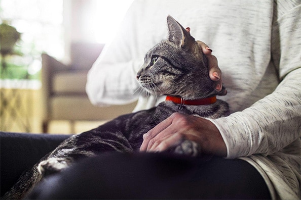 사람의 무릎 위에 앉아 쓰다듬을 받는 고양이