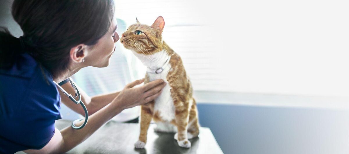 수의사가 진료대 위의 고양이 얼굴과 목을 살펴보고 있다