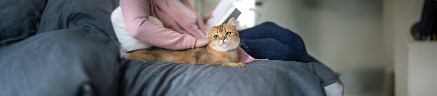 침대에 누워있는 고양이