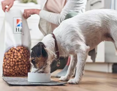 개가 힐스 펫 사료를 먹고 있습니다