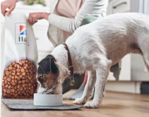 개가 힐스 펫 사료를 먹고 있습니다