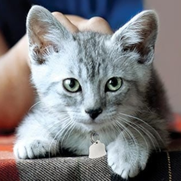 동물 보호소의 새끼 고양이 