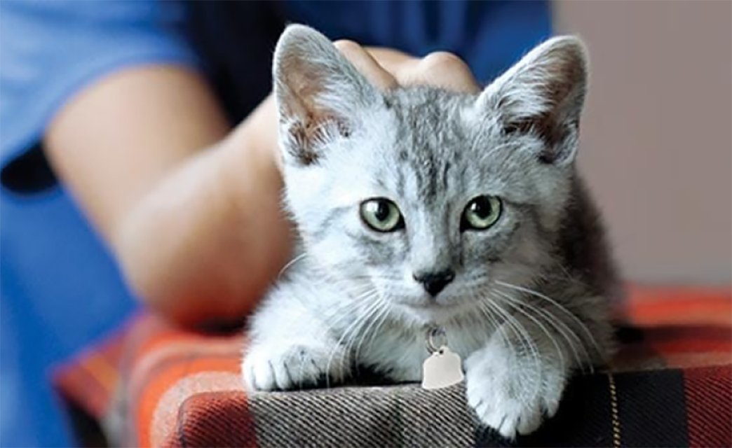 동물 보호소의 새끼 고양이 