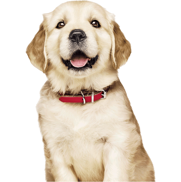 골든 리트리버 강아지 이미지