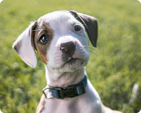 목줄을 한 강아지