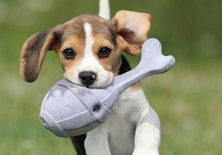 풀밭에서 씹는 장난감을 물고 뛰어다니는 강아지