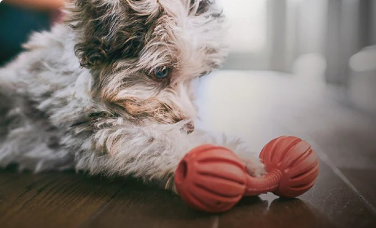 장난감을 가지고 노는 강아지