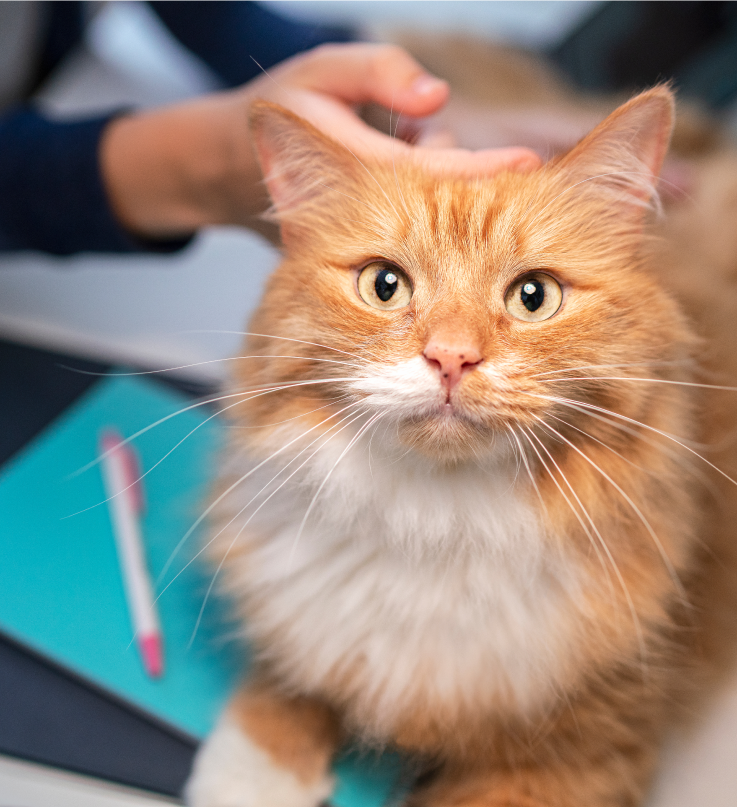 갈색 고양이가 고개를 든다