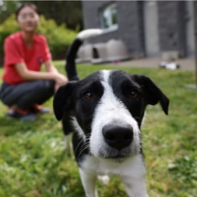 개의 얼굴을 클로즈업한 사진